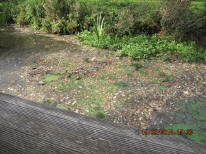 Grass cuttings and crab apples littering the mill race.